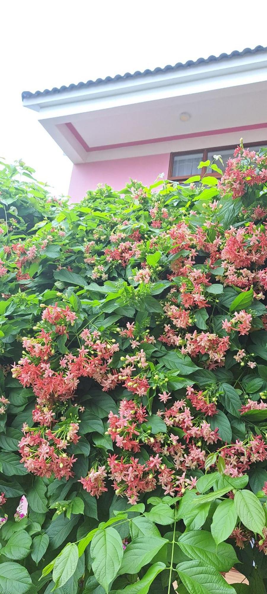 Pink House Homestay Χόι Αν Εξωτερικό φωτογραφία